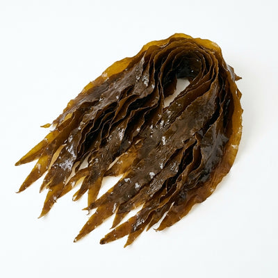 Kelp 🌿