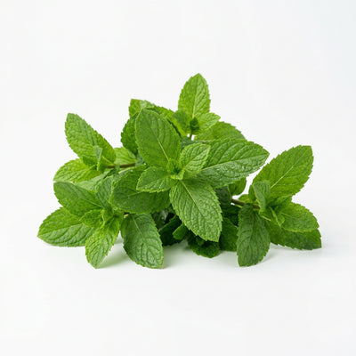 Natural mint flavouring🌿